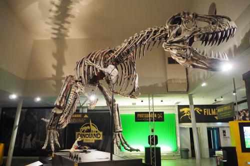 Levensgroot skelet van een T-Rex in de T-Rexpeditie van Dinoland Zwolle