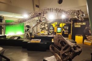 Wooo wat is hij groot, het T-Rex skelet in de T-Rexpeditie van Dinoland